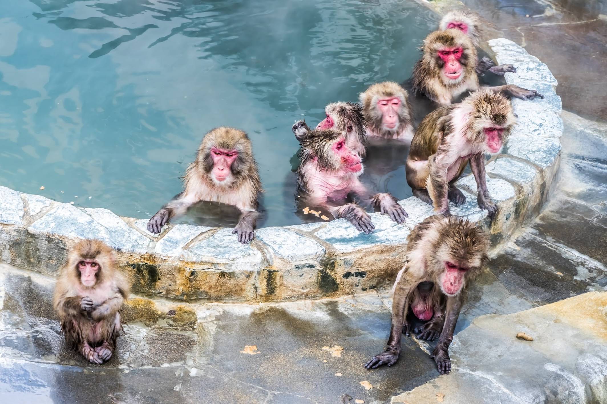 Hakodateshi Nettai Botanical Gardens (Hot-Tubbing Monkeys)